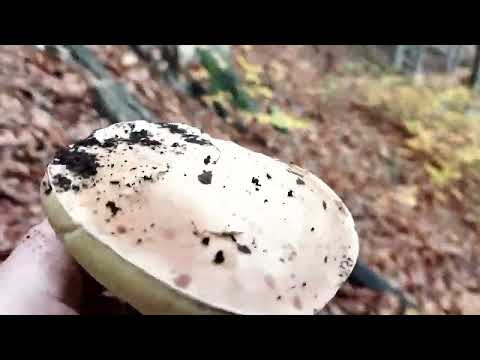 Видео: серія неудач скінчилась.