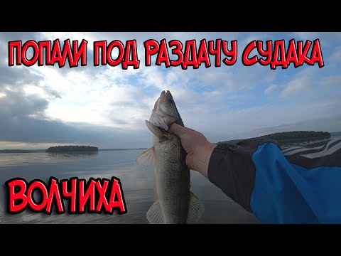 Видео: Ловля судака на Волчихинском водохранилище