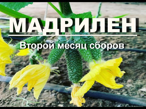 Видео: Огурец Мадрилен (Второй месяц сборов)