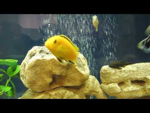 Видео: Аквариум с цихлидами Малави 4 мес. спустя.