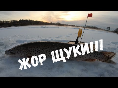 Видео: ЛОВЛЯ ЩУКИ НА ЖЕРЛИЦЫ ПО ПЕРВОМУ ЛЬДУ 2020! ХОРОШИЙ УЛОВ / FISHING, WINTER FISHING.