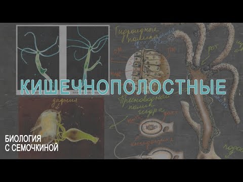 Видео: Кишечнополостные