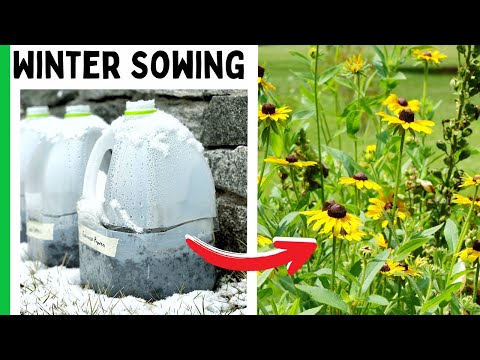 Видео: Семена для зимнего посева (садоводческий сезон, о котором вы никогда не знали)