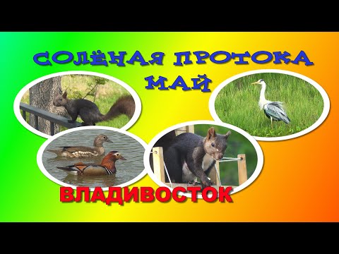 Видео: СОЛЁНАЯ ПРОТОКА В КОНЦЕ МАЯ  -утки мандаринки-белки-камышница   - 4K