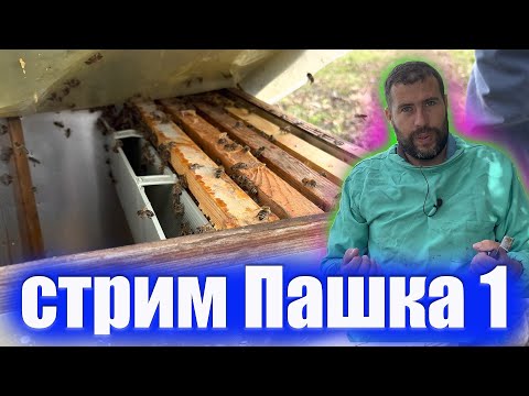 Видео: Обработка пчел от клеща, ответы на вопросы