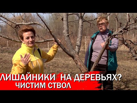 Видео: Лишайники на деревьях? Чистим ствол