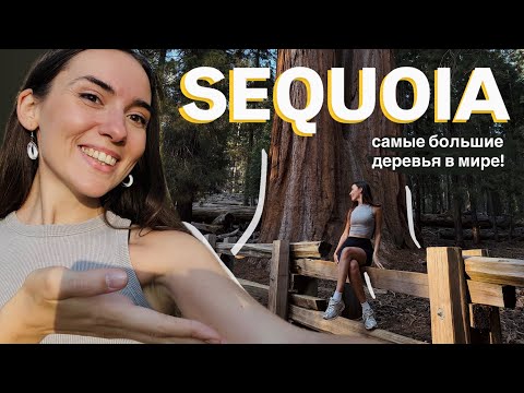 Видео: Sequoia National Park: cамые большие деревья в мире | влог Калифорния, США