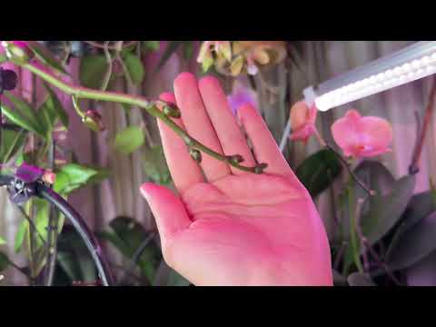 Видео: Орхидейные цветоносы 🌸 Роспуски 🌼 Сюрпизы ☺️ Хоий цветут 😋 Сорта в описании 👇