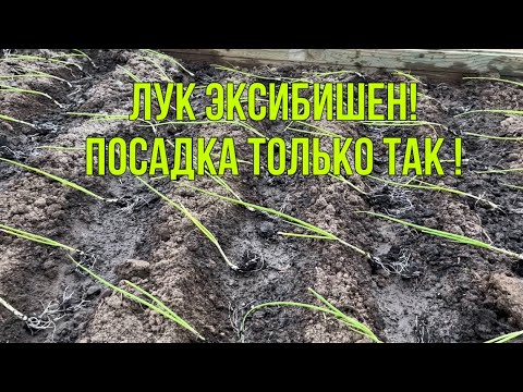 Видео: Посадка лука эксибишен в открытый грунт. 12 май. 2022