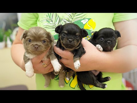 Видео: Чихуахуа - это конечно... Лучшая порода маленьких собак?