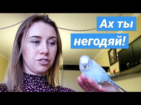 Видео: КАК ПОЙМАТЬ ПОПУГАЯ?😅