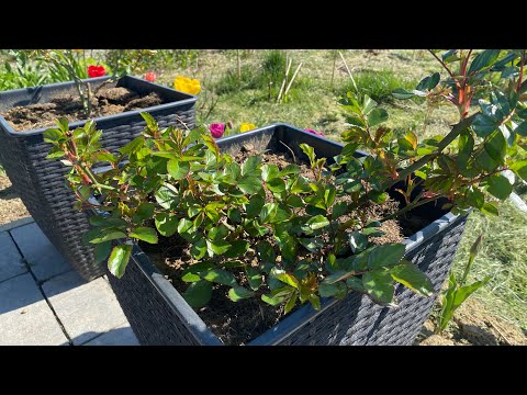 Видео: Троянди в горщику. Які вони зараз і що планую по підживленню з ними