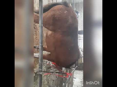 Видео: Меним шаушашылыгым не озгерис кешки малга жем беру