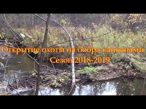 Видео: Установка и проверка капканов на бобра 2018.(Охота на бобра капканами) Beaver hunt trapped.