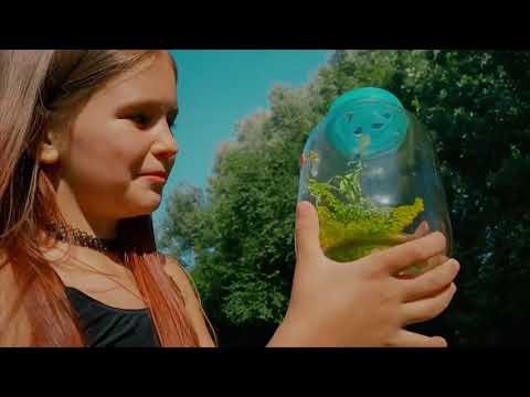 Видео: МИИ БОЛЬШЕ НЕТ ...  или Яна 24 ЧАСА охотник за бабочками