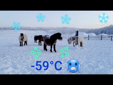 Видео: -60°C. 🥶 Рекордно низкая температура. Якутские лошади на морозе! Блог. Record low temperature. -60f