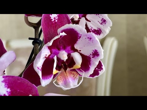 Видео: Эти сказочные орхидеи на продажу ... Папайя, Лимпопо, Тревизо, Леко Фантастик, Мини Марк ...