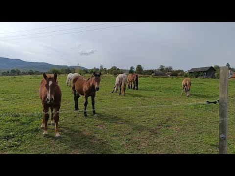 Видео: 🚨ГАРНИЙ ТАБУН КОНЕЙ💥УМОВИ ТА РОЗПОВІДЬ ПРО КІННІ ЗМАГАННЯ 11-12ЖОВТНЯ ЛОШАК НА ПРОДАЖ 🎯