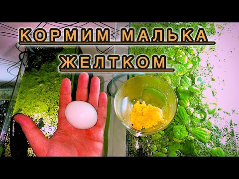 Видео: Стартовый корм для рыб ‼️
