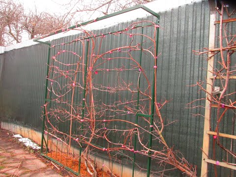 Видео: ОБРЕЗКА И ФОРМИРОВКА АКТИНИДИИ. How to make actinidia productive?