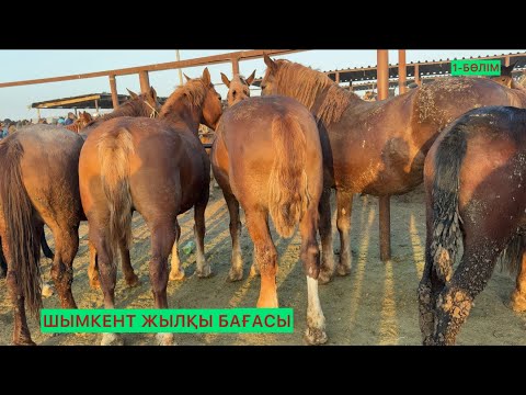 Видео: Жылқылар 1-Бөлімі 22.10.25ж