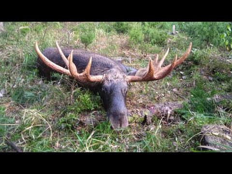 Видео: ОХОТА НА ГОНУ НА ЛОСЯ, НОВЫЙ ТЕПЛОВИЗОР LONGOT LU350.ЛОСЬ ПРИШЁЛ НО НЕ ТОТ .