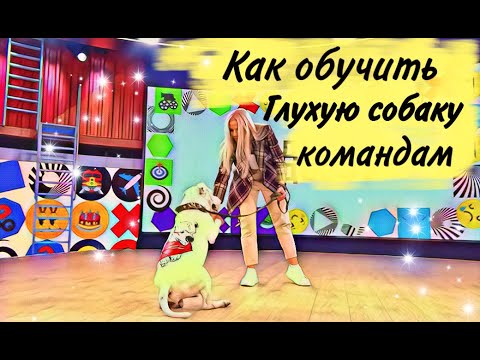 Видео: Как обучить глухую собаку командам | Воспитание глухой собаки