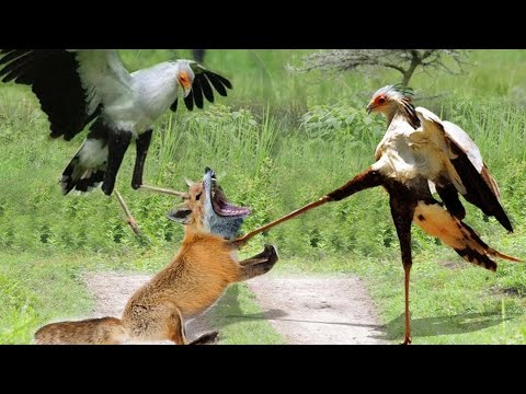 Видео: Самые Редкие Сражения Птиц, Снятые на Камеру...