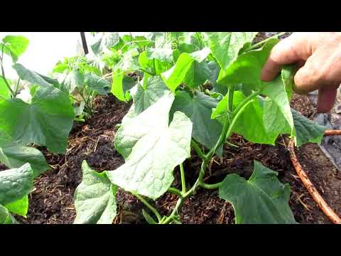 Видео: Солома на выращивании огурца в теплице, стоит ли этим заниматься?...ответ на этом канале...