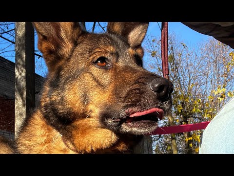 Видео: Ранок з ЛОРДОМ🐾: собака, який живе на повну!🍁ДОМІВКА ВРЯТОВАНИХ ТВАРИН🌅#львів #dogs 