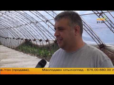 Видео: Отглеждане на броколи в с. Сливо поле