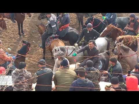 Видео: Бузкаши Ҳоит 08.02.2025