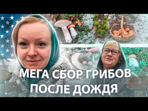 Видео: ЛУЧШАЯ ГРИБАЛКА В США / ПОДОСИНОВИКИ ЗАПОЛОНИЛИ ЛЕС #capecodmushroompicking #wildmushroompicking