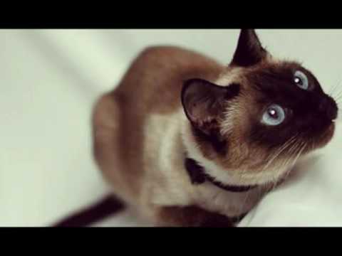 Видео: Песня Потап и Настя "Засыпай Любовь Моя Засыпай"