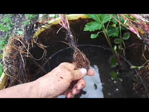 Видео: Делением куста размножим землянику.