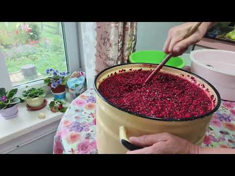 Видео: С утра брусника , а с обеда за рыжиками .
