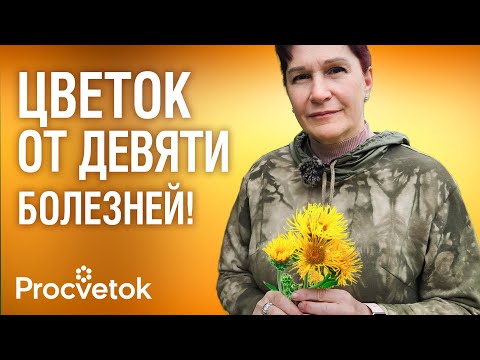 Видео: В ДРЕВНИЕ ВРЕМЕНА ЖЕВАЛИ ЕГО КОРЕНЬ при ожирении, склерозе и упадке сил. Помогает не хуже лекарств