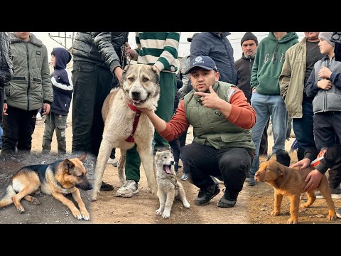 Видео: НАМАНГАН ИТ БОЗОРИ НАРХЛАРИ Наманганский Собачий Ринок