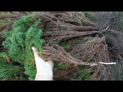 Видео: Туя западная Тедди, что делать с развалившимся кустом