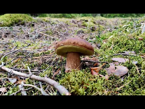 Видео: В плену грибов