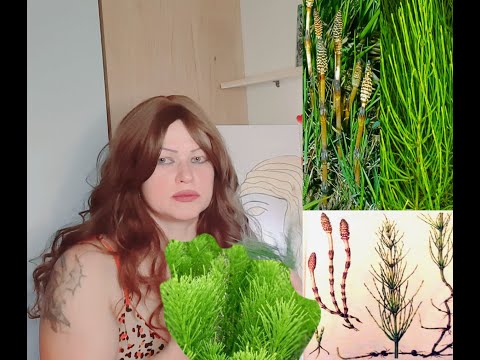 Видео: Хвощ Equisetáceae  РАЗГЛАЖИВАЕТ МОРЩИНЫ! Новое веяние природы!☘️🌿🍋‍🟩🌱