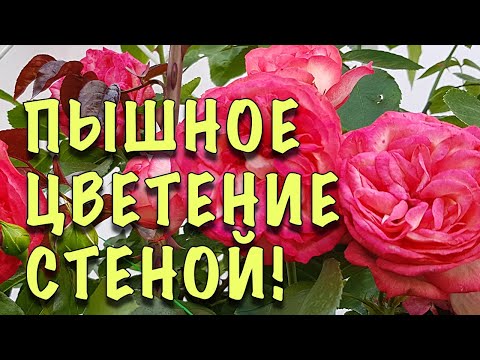 Видео: ЗАЦВЕТУТ СТЕНОЙ! Как ПРАВИЛЬНО обрезать ПЛЕТИСТЫЕ РОЗЫ ВЕСНОЙ и РАЗМЕЩАТЬ НА ОПОРЕ