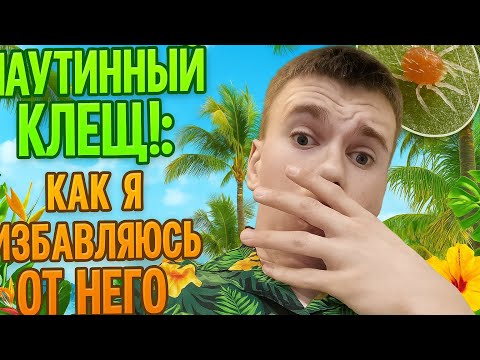 Видео: РАЗГОВОРНОЕ ВИДЕО: 2 МОЙ ОПЫТ | КАК Я ИЗБАВЛЯЮСЬ ОТ ПАУТИННОГО КЛЕЩА