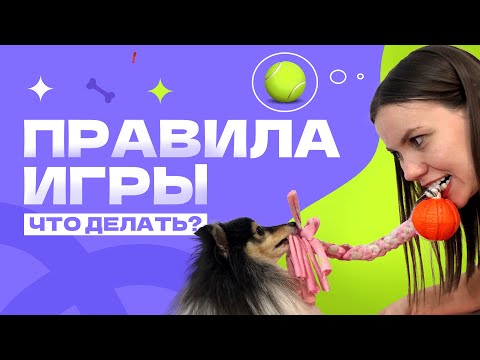 Видео: Как играть с собакой? Правила игры