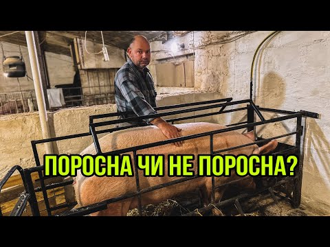 Видео: Опорос Через 5 днів🔥Розміри Станка для Свиноматки🐽