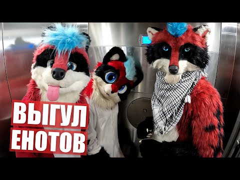 Видео: Выгул ЕНОТОВ ✅ Фурревое тупление в Москве