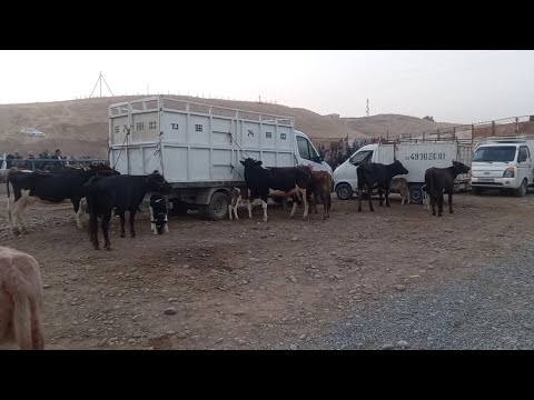 Видео: шанбебозори камунизим  нохияи фархор  18 октябр  зуриба👍👍👍