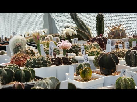 Видео: Июнь🌞 | Кто цветёт?🌸 | Сеянцы гибридных эхинопсисов🌵 #cactus #kaktus #plants #succulent #cactuslover