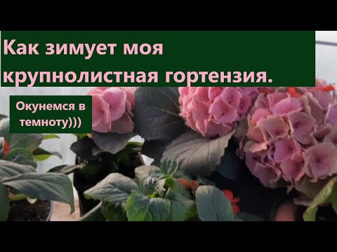 Видео: Как зимует крупнолистная гортензия и где хранятся зеленые черенки.