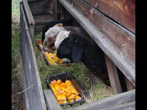 Видео: Кормим черную львинку для Овец.